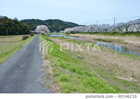 A row of cherry blossom trees along the lonely river on a cloudy day A row of cherry blossom trees along the lonely river on a cloudy day 90146210