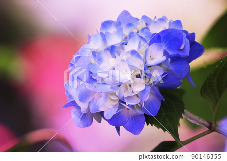 Blue hydrangea in beautiful background 90146355