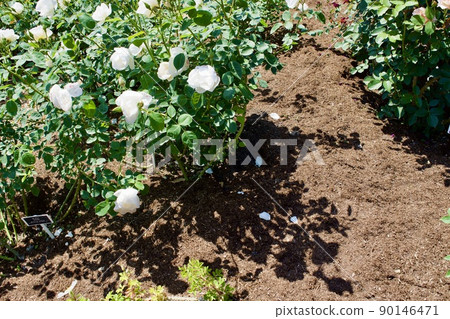 See how Burke is spread in the rose garden 90146471