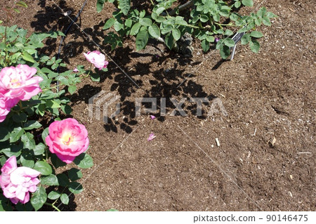 See how Burke is spread in the rose garden 90146475
