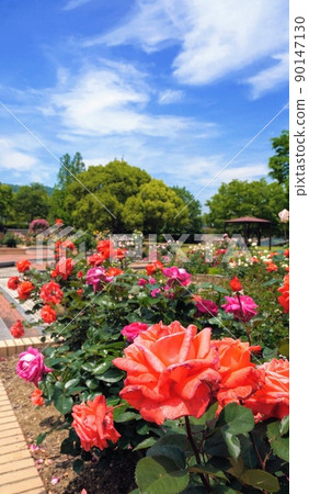 Rose Garden in Tarumi Central Park 1 [Tarumi, Takamatsu City, Kagawa Prefecture] 90147130
