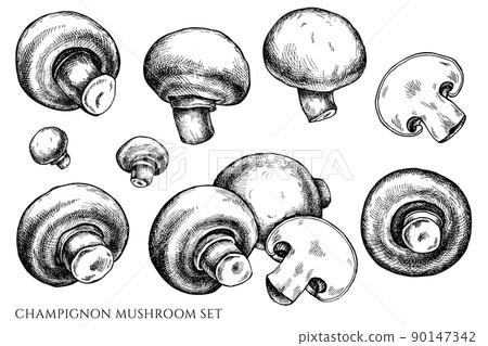 Vector set of hand drawn black and white champignon 90147342