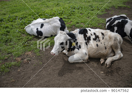Holstein's calf Holstein's calf 90147562