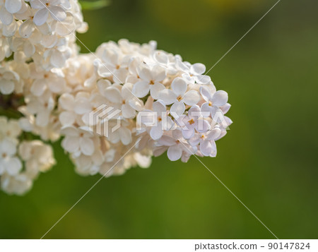 White Blooming Lilac Flowers in spring with blured background 90147824