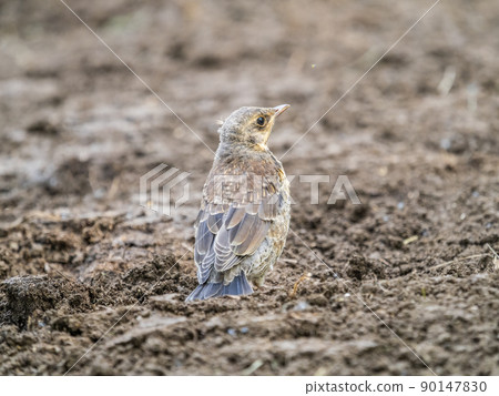 A fieldfare chick, Turdus pilaris, has left the nest and sitting on the spring lawn. A fieldfare chick sits on the ground and waits for food from its parents. 90147830