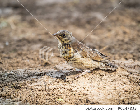 A fieldfare chick, Turdus pilaris, has left the nest and sitting on the spring lawn. A fieldfare chick sits on the ground and waits for food from its parents. A fieldfare chick, Turdus pilaris, has left the nest and sitting on the spring lawn. A fieldfare chick sits on the ground and waits for food from its parents. 90147832