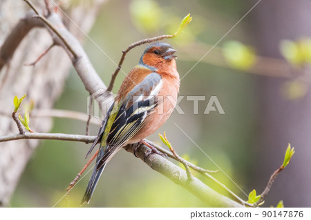 Common chaffinch, Fringilla coelebs, sits on a tree. Common chaffinch in wildlife. 90147876