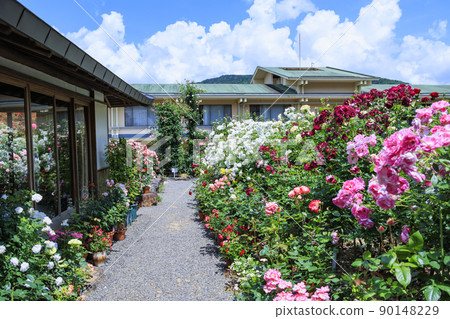 Jingu Rose Garden in full bloom 90148229