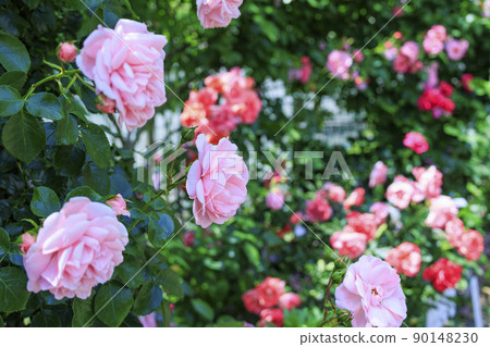 Jingu Rose Garden in full bloom Jingu Rose Garden in full bloom 90148230
