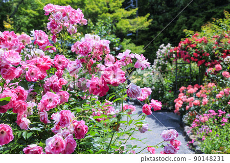 Jingu Rose Garden in full bloom 90148231