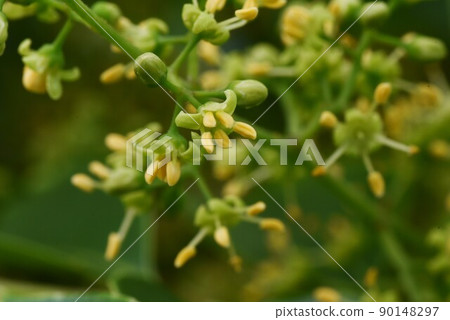 Yamahaze花 Yamahaze花 90148297