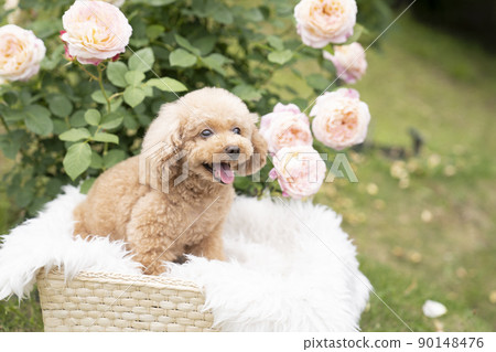 粉紅玫瑰和微笑的玩具貴賓犬 90148476