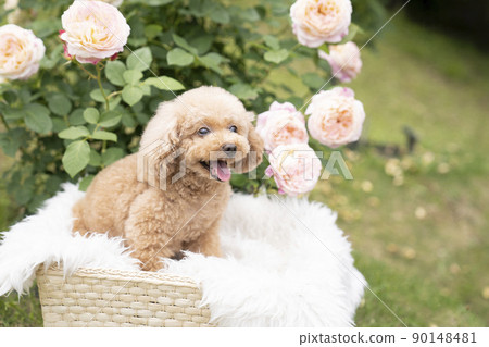 Pink rose and smiling toy poodle 90148481