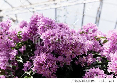 盛開的九重葛花 盛開的九重葛花 90148524