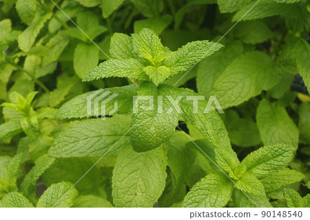 薄荷葉 薄荷葉 90148540
