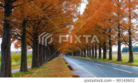 A row of Metasequoias trees, Makino Town A row of Metasequoias trees, Makino Town 90148602