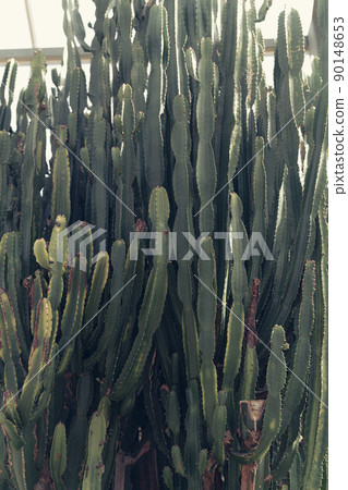 高大的仙人掌背景 高大的仙人掌背景 90148653