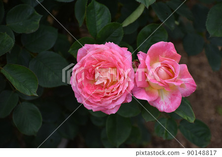 華麗的粉紅色春天玫瑰 華麗的粉紅色春天玫瑰 90148817