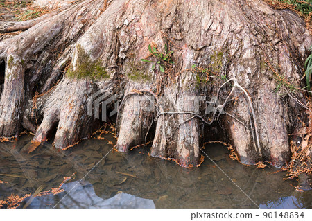 Various bark Various bark 90148834