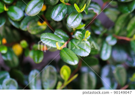 Various leaves Various leaves 90149047