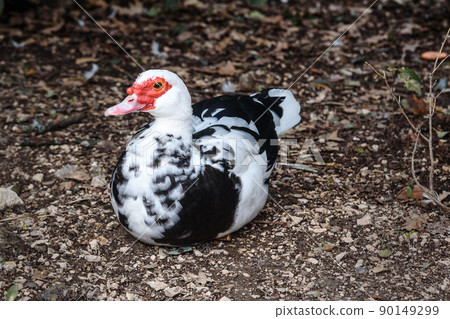 Muscovy duck at Upper park of Vorontsov Palace. Alupka. Crimea Muscovy duck at Upper park of Vorontsov Palace. Alupka. Crimea 90149299