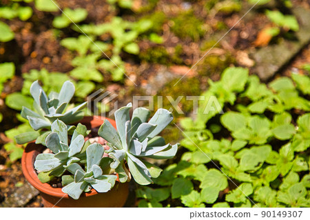 Garden flowers in the garden Garden flowers in the garden 90149307