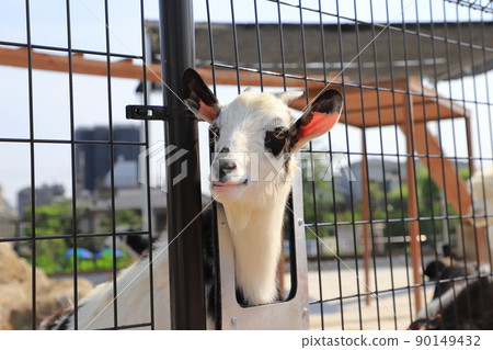 荒川遊樂園山羊在動物廣場 90149432