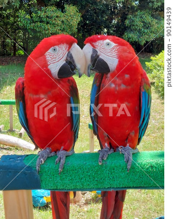 好朋友長尾小鸚鵡 90149439