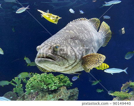 Fish swimming with coral Fish swimming with coral 90149440