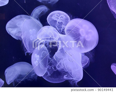 Floating jellyfish Floating jellyfish 90149441