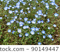遍地開花的波斯speedwell 90149447