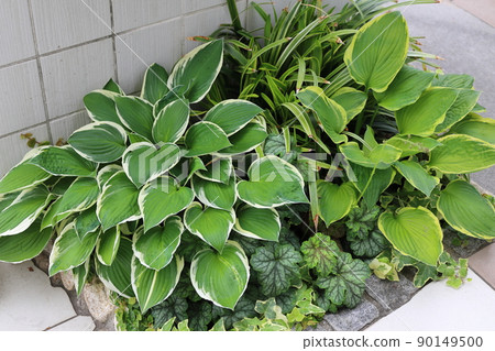 Photographs of hosta and Huquera gardening 90149500