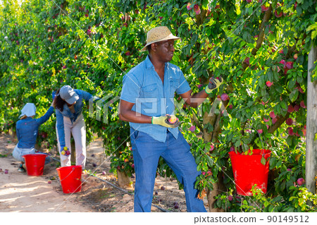 Man farmer picking ripe plums in garden 90149512