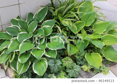 玉簪和胡克拉園藝的照片 玉簪和胡克拉園藝的照片 90149513