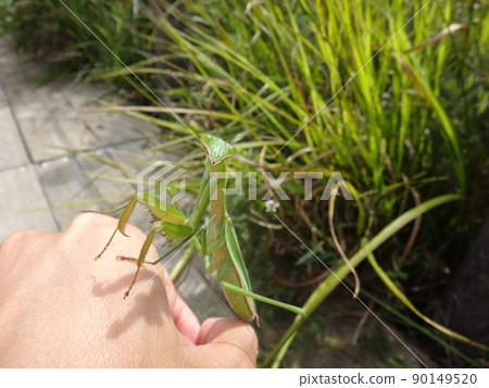 Hand-riding mantis 90149520