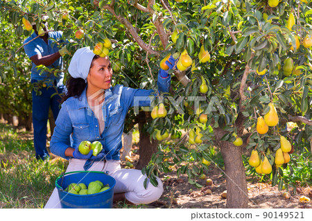 Woman and man picking pears in garden Woman and man picking pears in garden 90149521