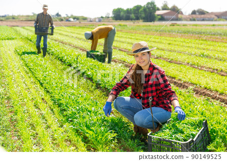 Young woman farmer harvesting arugula at the farm field 90149525