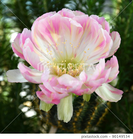 Pink Lobivia hybrid on natural green background. Pink Lobivia hybrid on natural green background. 90149534