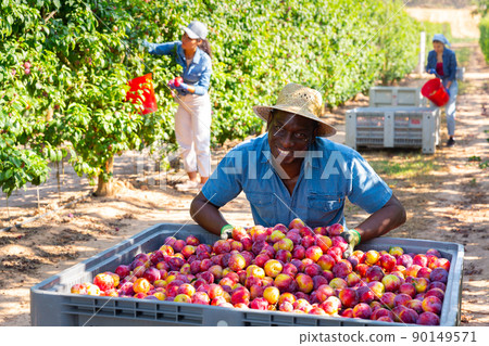 Portrait of a positive african american male farmer squatting near a crate of ripe plums Portrait of a positive african american male farmer squatting near a crate of ripe plums 90149571