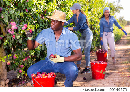 Positive male farmer harvesting ripe plums in garden Positive male farmer harvesting ripe plums in garden 90149573