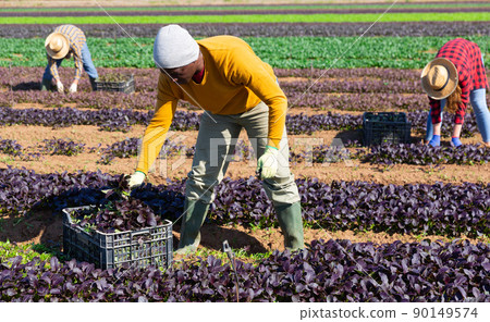 Focused male farmer picking komatsuna leaf greens Focused male farmer picking komatsuna leaf greens 90149574