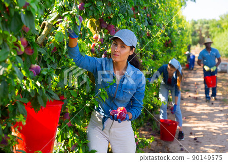 Asian woman gardener with red bucket picking plums 90149575