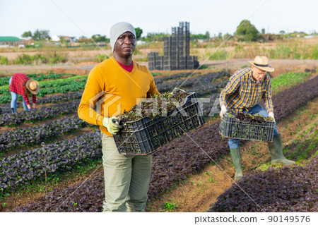 Afro american farm worker picking harvest of red mizuna Afro american farm worker picking harvest of red mizuna 90149576