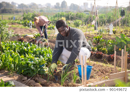 African american man working in a vegetable garden is loosening the soil 90149672