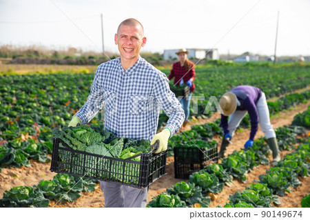 Man professional farmer holding box full of cabbage Man professional farmer holding box full of cabbage 90149674