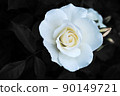 rose	 90149721