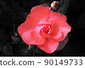 rose	 90149733