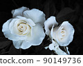 rose	 90149736
