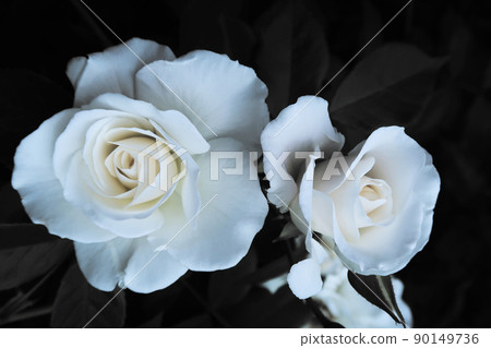 rose	 90149736