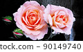 rose	 90149740